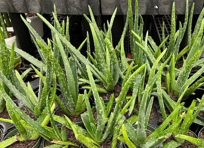 Aloe Vera Plants