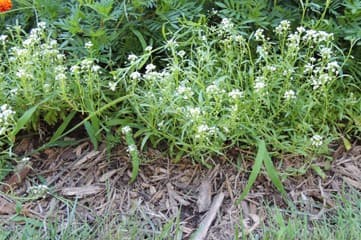 Alyssum Flower 2016-01
