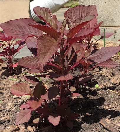 Amaranth Plant