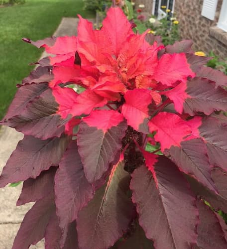 Amaranth Flowers