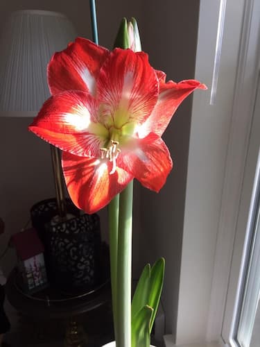 Amaryllis Flower Bulb. Chilling times for forcing bulbs to bloom indoors.