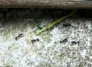 Ants