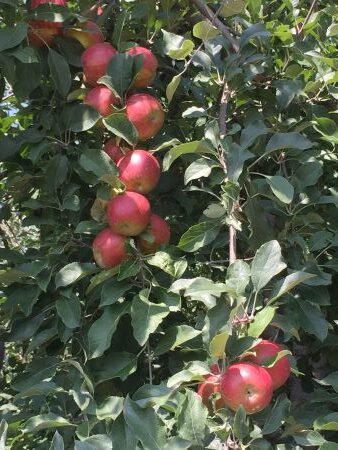 How to Grow Apples Tree, gardening, apple recipes, history