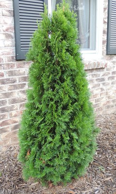 Arborvitae Evergreen 2016