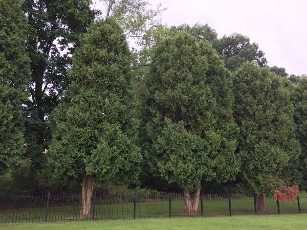 Arborvitae Tree