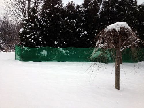 Arborvitae Winter Protection