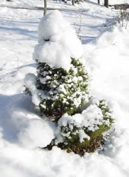 Arborvitae Tree Winter Protection Gardening. How to Grow.