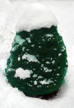 Arborvitae Winter Protection 2