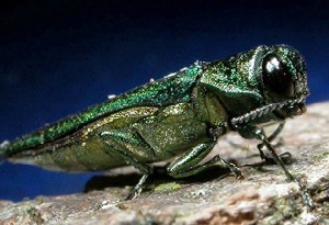 Emerald Ash Borer