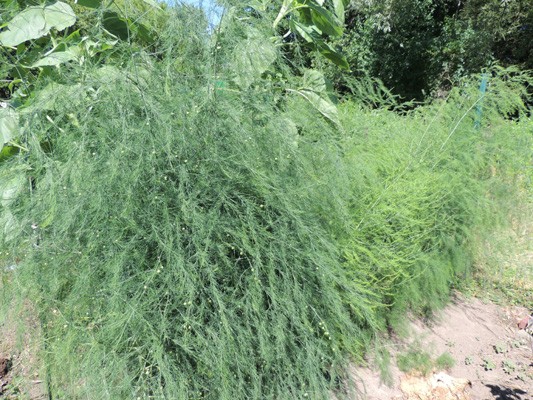 Asparagus Plants 2016-01