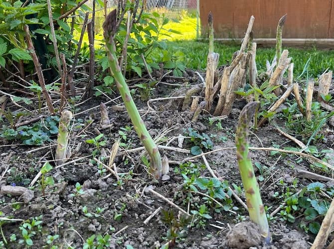 How to Grow Asparagus Spears Grow Asparagus Plants. Gardening