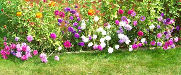 Aster Flowers, How to Grow Asters