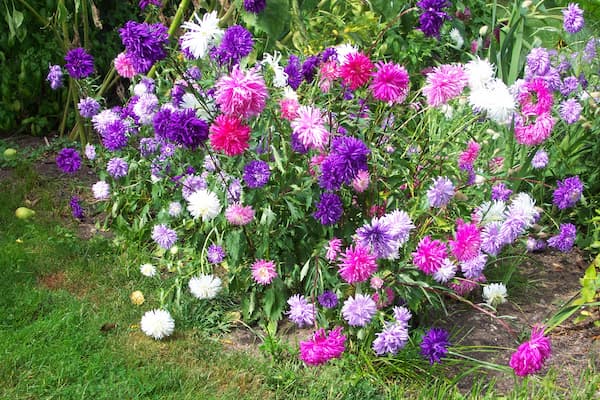 Aster Flower Plant