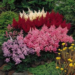 Astilbe Flowers
