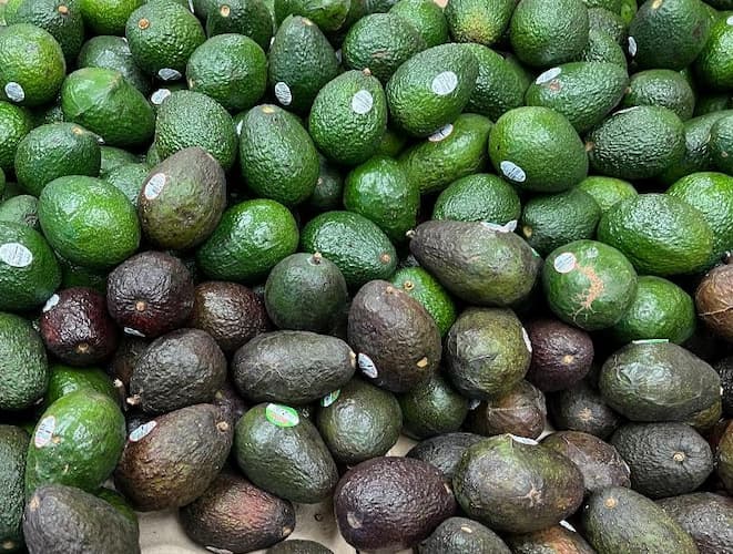 Avocado Tree