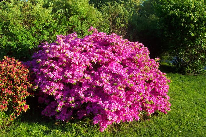 How to Grow Azalea Bush. Free Azalea flower pictures