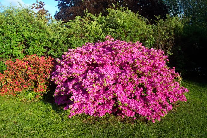 Azalea Bush 03
