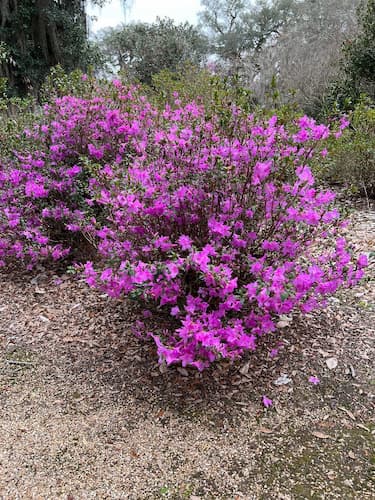 Azalea Bush Purple 2022