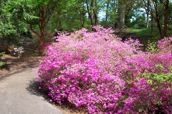 Azalea Bushes