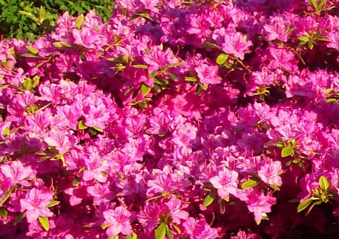 Azalea flowers. Ffree to use Azalea pictures