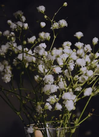 How to Grow Baby's Breath Flowers, Gypsophilia