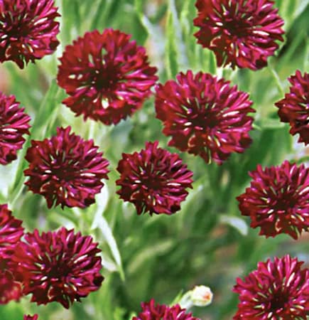 Bachelor Button Flower