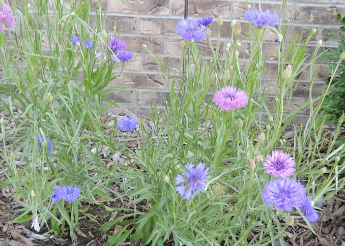 Bachelor Button Plants