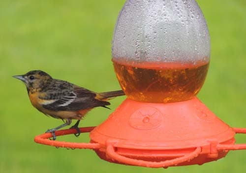 Baltimore Oriole Female