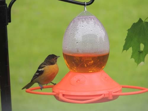 Baltimore Oriole Female 03