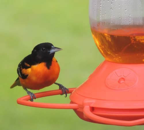 Baltimore Oriole Male