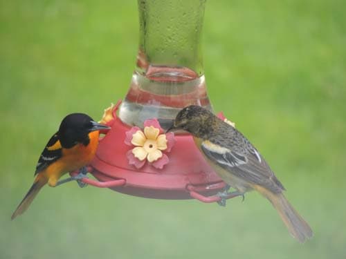 Baltimore Oriole Pair