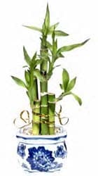 Bamboo Houseplant