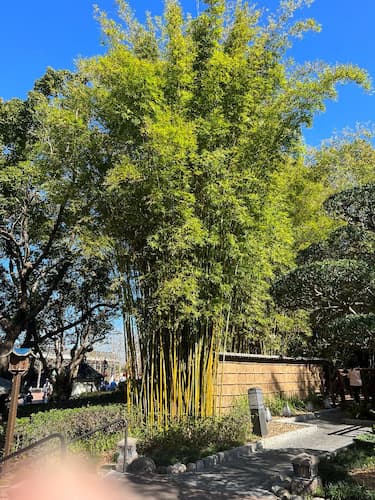 Bamboo Plants