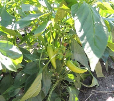 How to Grow Banana Pepper Plants