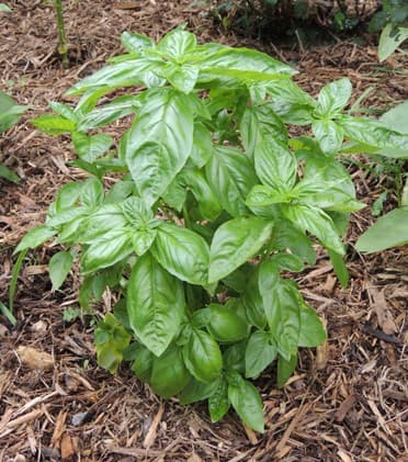 Basil Herb Plant, How to Grow, how to make basil pesto sauce recipe