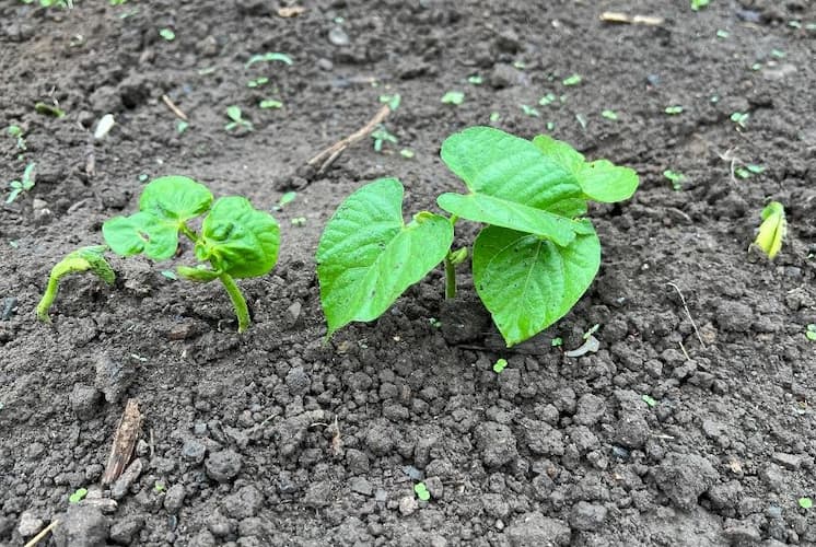Bean Seedlings Sprouting