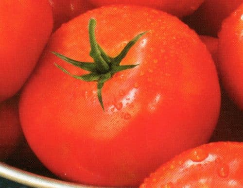 Beefsteak Tomato, Garden tomato. How to make ketchuprecipes. how to grow tomato plants, gardening tips. how to make Ketchup recipes. Tomato Disease Codes