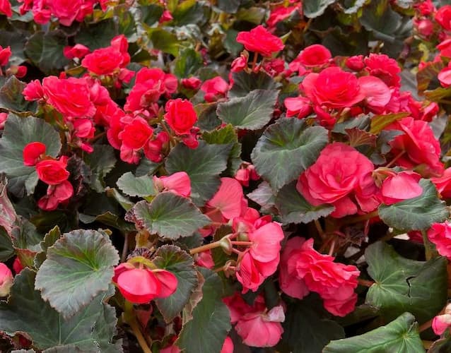How to Grow Begonia Flowers, home gardening