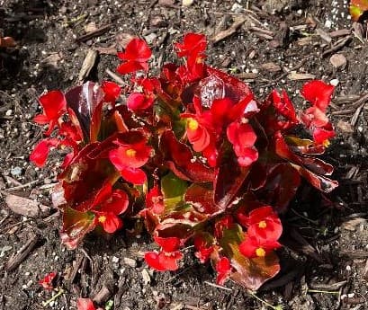 Begonia Flowers 2022