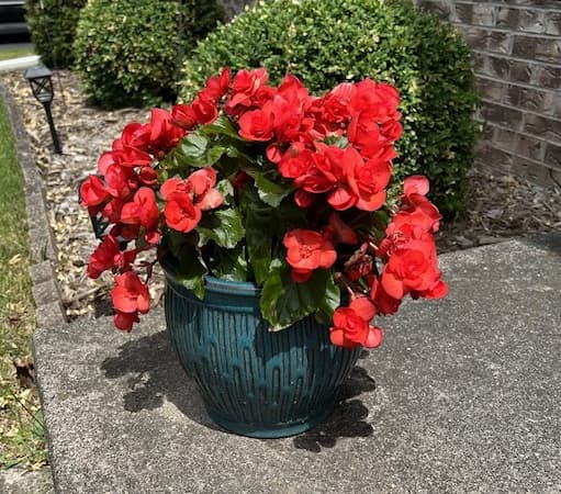 Free to Use Red Begonia Picture