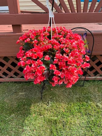 Begonia in Hanging Basket. How to Bring Plants Indoors