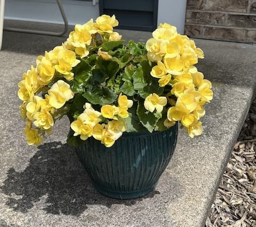 Free to Use Yellow Begonia Picture