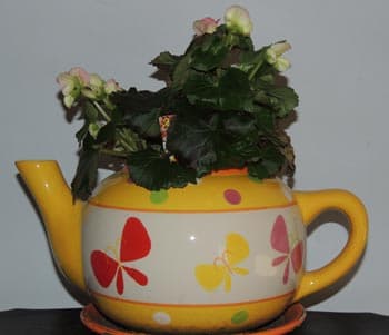 Begonia Flower. Houseplant flowerpots