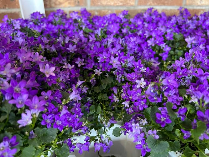 How to Grow Bellflower Plants, Campanula