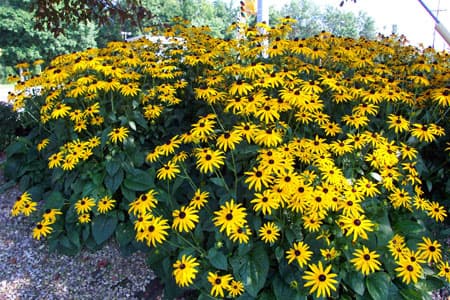 Black-Eyed Susan Flowers
