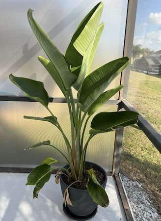 How to Grow Bird of Paradise Plant. Growing houseplants. Bringing Plants Indoors. When and How to bring plants indoors