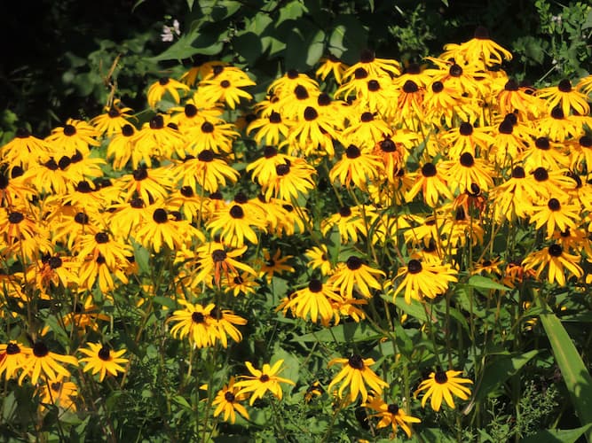 How to Grow Black-Eyed Susan flower plants. Perennial plants.