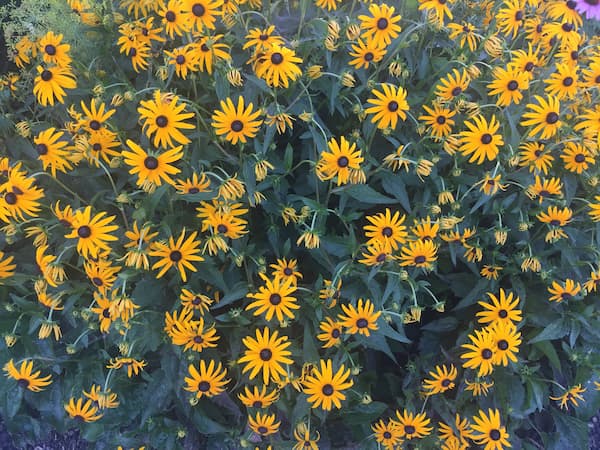 Black Eyed Susan Plants 2020