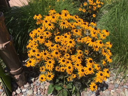 Black-Eyed Susan Perennials