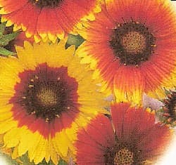 How to Grow Blanket Flower Perennial Plants